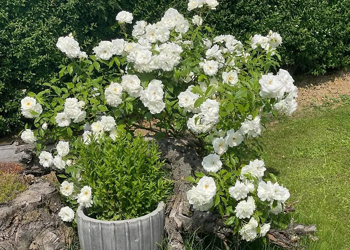 Hugo * Landwehrhagen